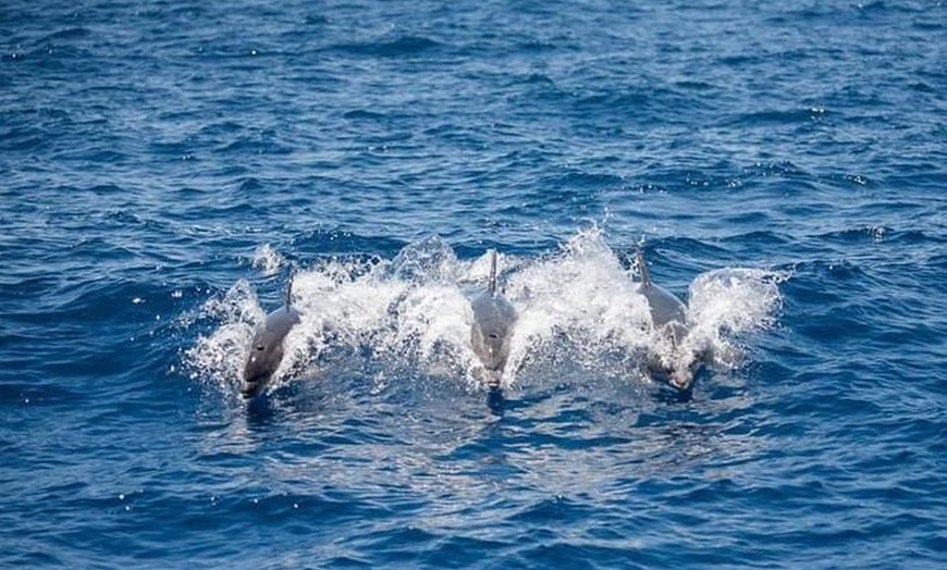 Image 4: Excursión en yate de observación de ballenas y delfines en Puerto C...