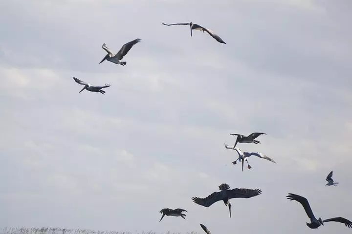 Pensacola Beach Jolly Dolphin Cruise and Scenic Bay Tour