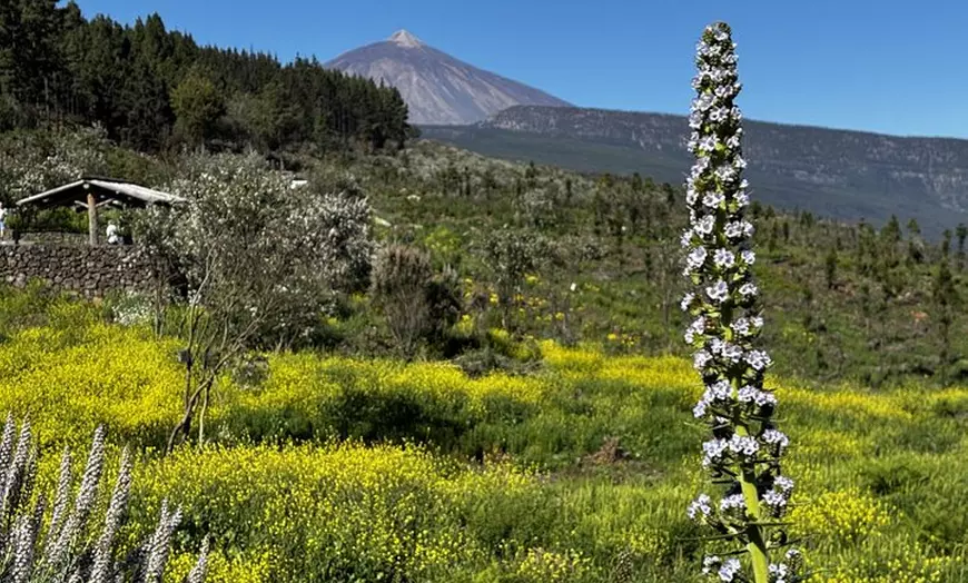 Image 19: Desde Puerto de la Cruz: Vive el Teide en Quad – Mañana o Sunset