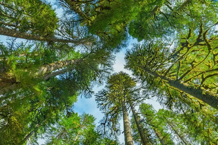 Olympic National Park Day Tour from Seattle