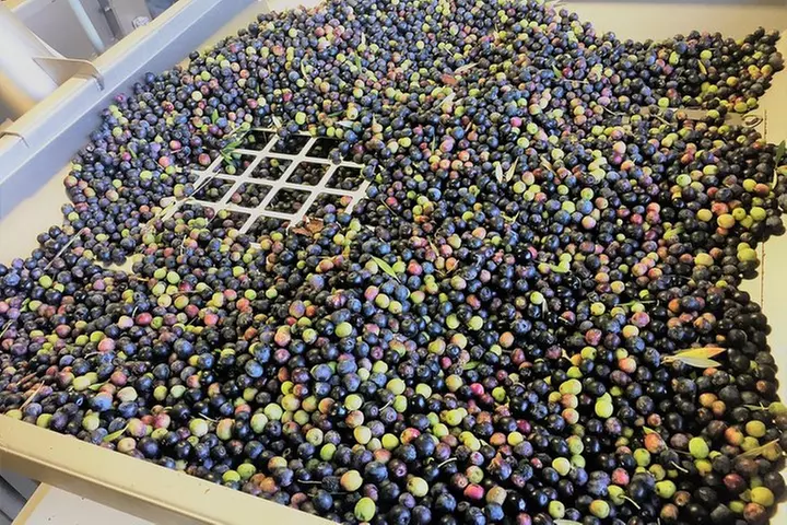 The Olive Grove Tour