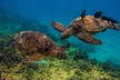 Turtle Canyons Snorkel Excursion from Waikiki, Hawaii - Second Medium