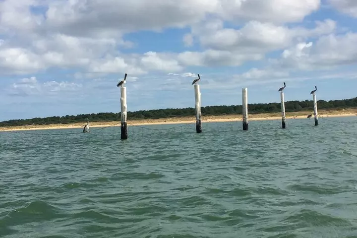 Sunset Dolphin Kayak Tours