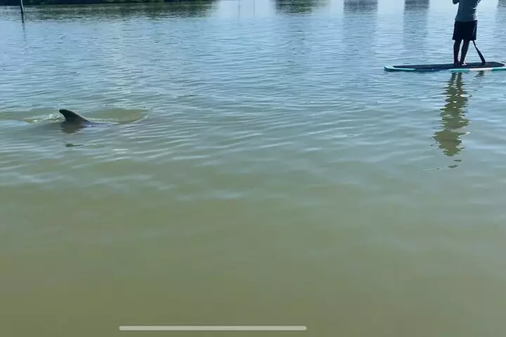 Dolphin and Manatee Adventure Tour of Fort Myers