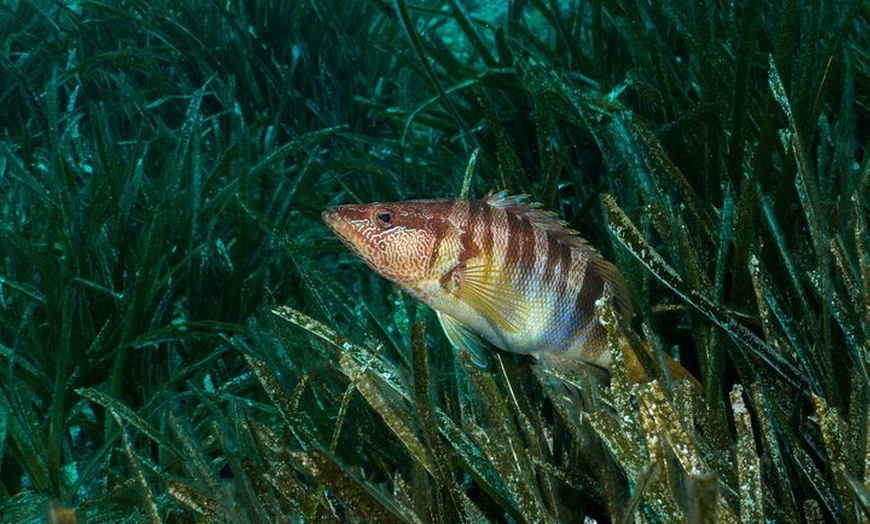 Image 5: Mallorca: Bautismo de buceo desde la playa