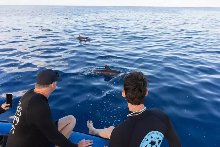 Oahu Swimming with Dolphins Speedboat Adventure