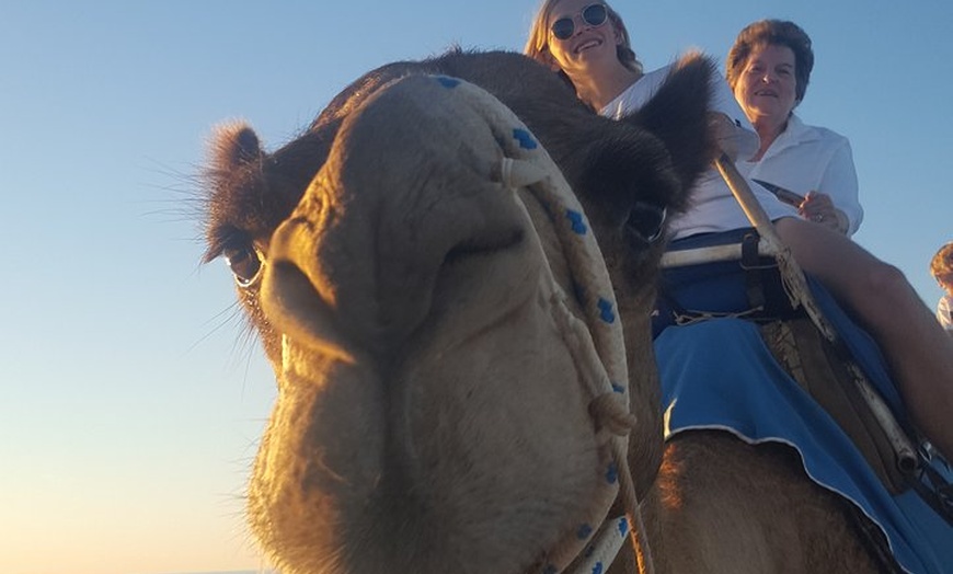 Image 8: 1 Hour Broome Sunset Camel Tour