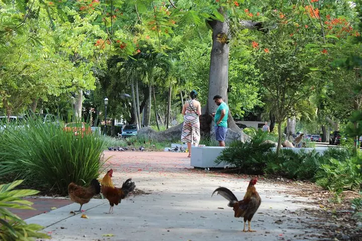 Little Havana Street Food Tour with Enthusiastic Guide - Second Medium