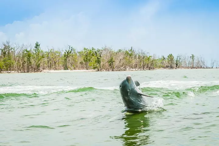 Marco Island Dolphin Sightseeing Tour
