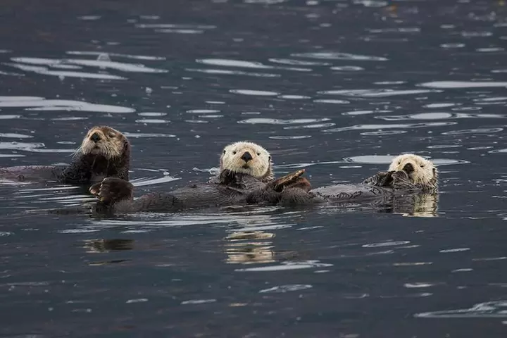 Columbia Glacier Cruise from Valdez