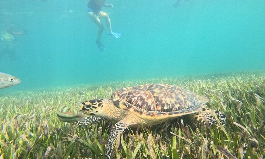 Image 2: Snorkel Adventure in Cancun