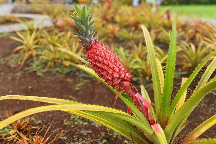 Oahu Island Experience feat the North Shore (Small Group Tour)