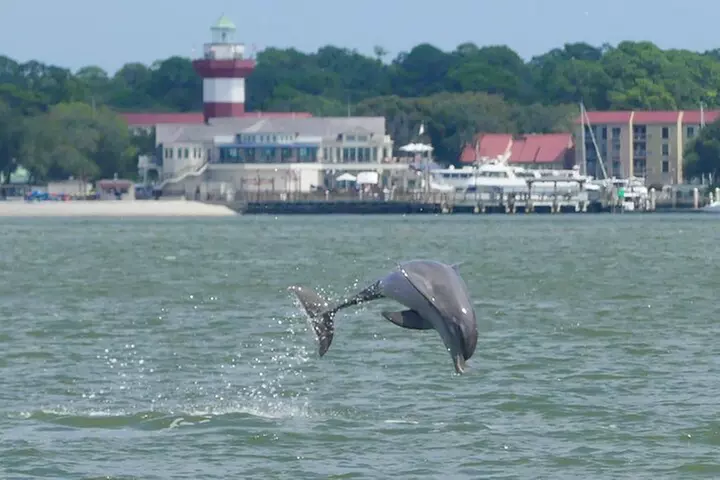 90-Minute Private Dolphin Tour in Hilton Head Island