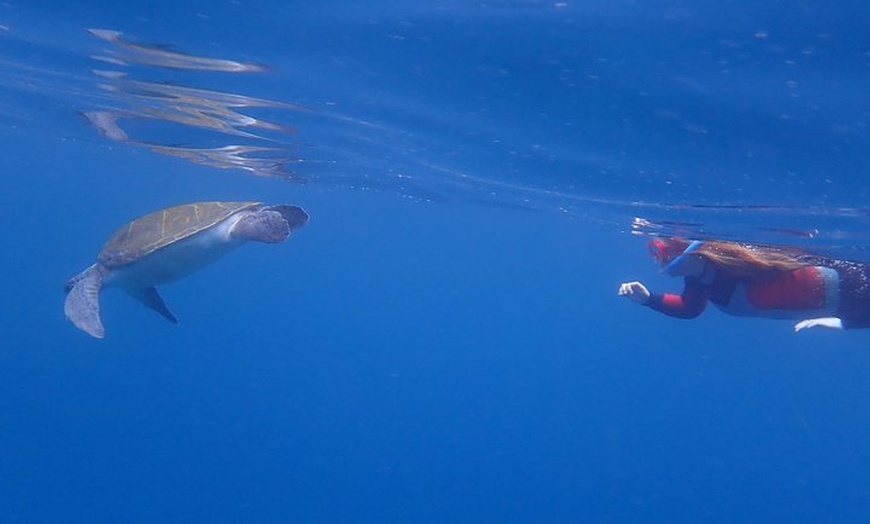 Image 14: Kayak con delfines y tortugas y esnórquel en Tenerife