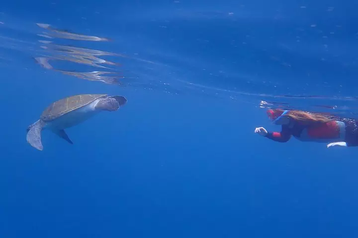 Tenerife : Tour en Kayak Tortuga & Delfines con Snorkel & Traje de ...