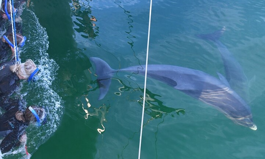 Image 6: Wild Dolphin Watch Cruise