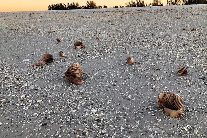 4 Hour Kice Island Shelling Trip