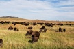 Private Tour of Mount Rushmore, Crazy Horse and Custer State Park - Second Medium