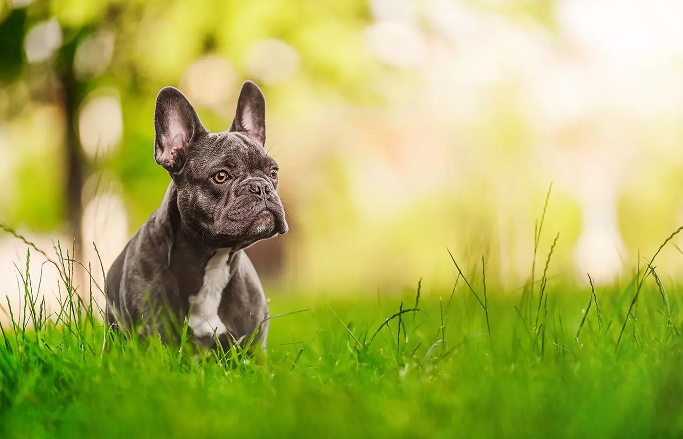 $30 For 2 Nights Of Boarding For Any Size Dog (Reg. $60) - Image 5