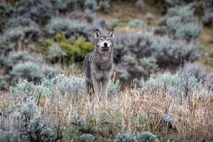 Lamar Valley Wildlife Watching