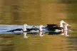 Corroboree Billabong Wetland Cruises - 1.5 hour Morning cruise - Image 3