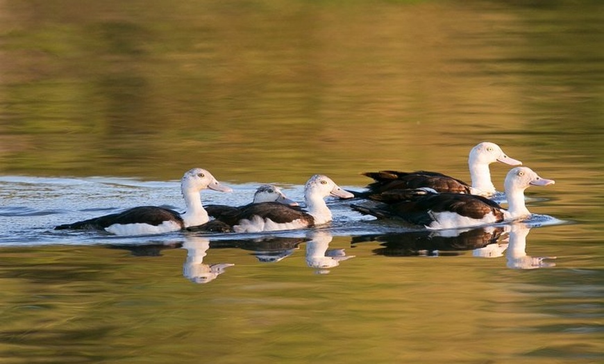 Image 3: Corroboree Billabong Wetland Cruises - 1.5 hour Morning cruise