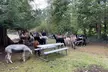 Alpaca Picnic - Immersive Animal Encounter - Seattle Experience - Second Medium