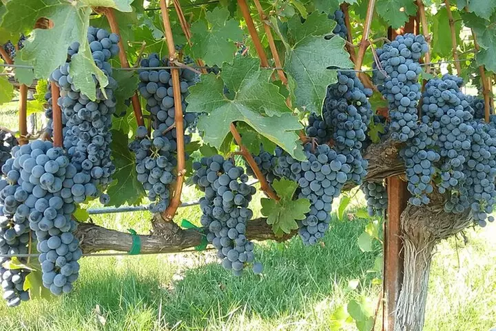 Best Private Wine Tours of Napa Valley Sonoma for up to 8 people