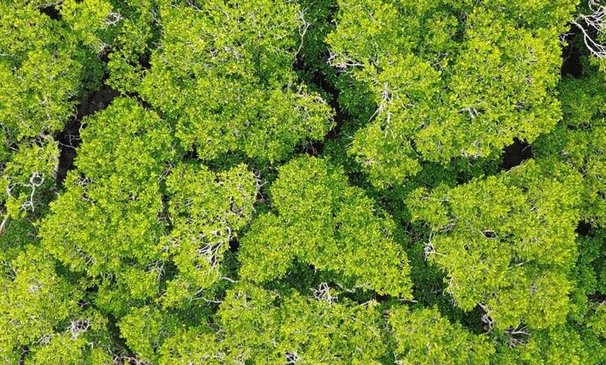 Image 8: Private Luxury Tour Above the Canopy Kuranda Experience