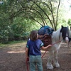 Image 1: Pack Pony Wild Camping in Ancient Woodland, Dorset