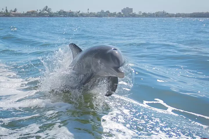 Dolphin Watching Sunset Cruise - Second Medium