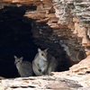 Image 9: Ord River Nature Boat Tour (minimum 2 passengers required)