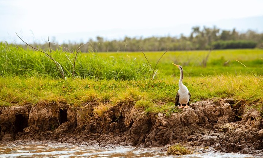 Image 9: Jumping Crocs & Nature Adventure Cruise from Darwin