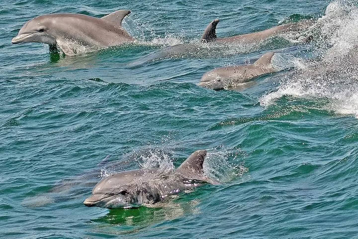 Whale and Dolphin Watching Cruise from Cape May