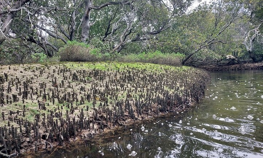 Image 5: Dolphin Sanctuary Kayak Tours Twilight Mangrove Kayak