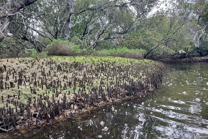 Dolphin Sanctuary Kayak Tours Twilight Mangrove Kayak - Image 5