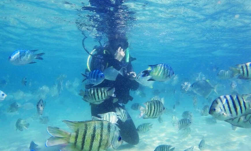 Image 4: Adventure Moreton Island Scuba Dive Tour