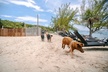 Swimming Pigs Of Rose Island Express Water Taxi Nassau Bahamas - Second Medium