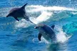 From Sydney: Port Stephens Dolphin, Koalas, Lunch & Sandboarding - Image 2