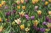 Dallas Arboretum and Botanical Gardens Tour