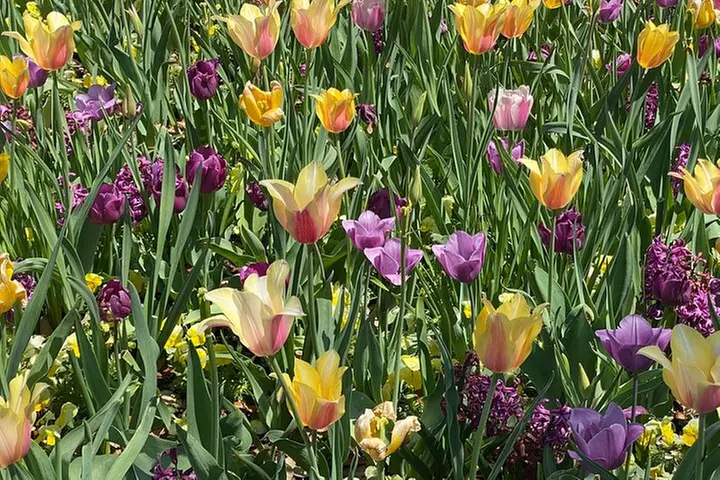 Dallas Arboretum and Botanical Gardens Tour - Primary Image