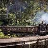 Image 1: Melbourne Steam Train Penguin Island Day Tour