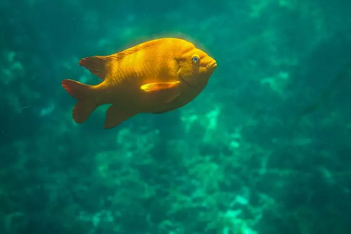 La Jolla Kayak and Snorkel Tour