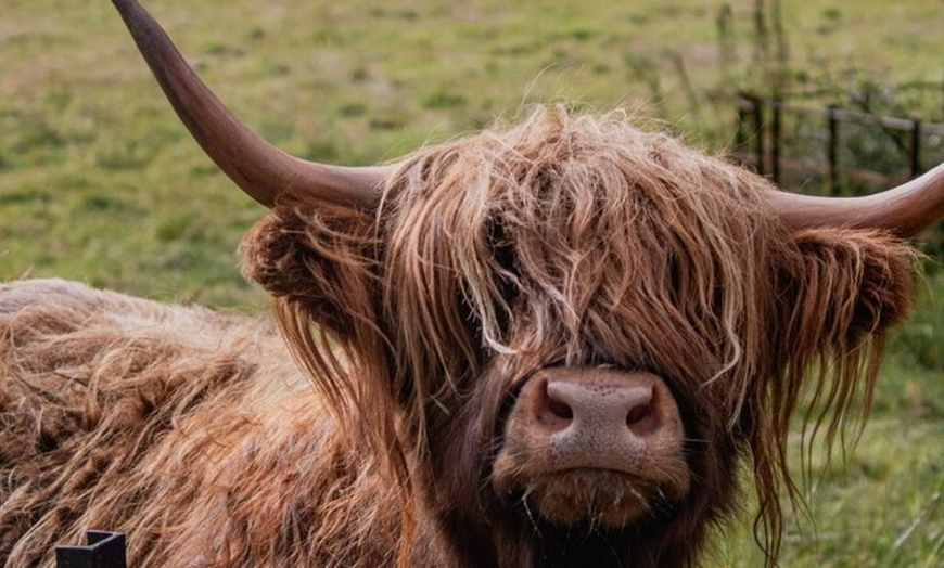 Image 3: Glasgow Wildlife Centre Higlands Cow Apacas Walking Tour