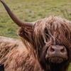 Image 3: Glasgow Wildlife Centre Higlands Cow Apacas Walking Tour