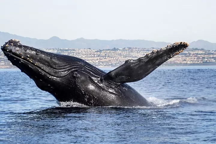 Supreme 2hr Whale/Dolphin Watching Newport Beach, 6 person max