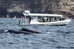 Sydney Whale-Watching by Speed Boat - Second Medium