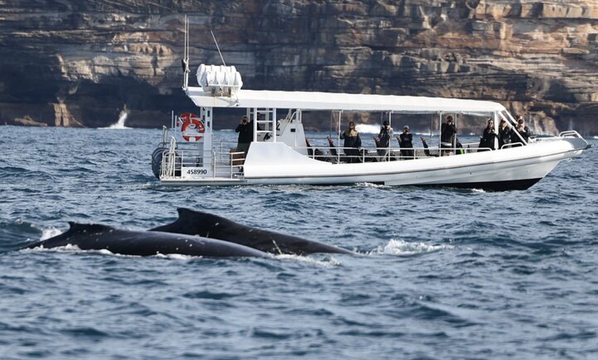 Image 4: Sydney Whale-Watching by Speed Boat