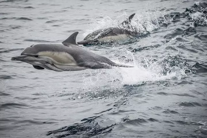 Guided Whale Watching Tour from Long Beach