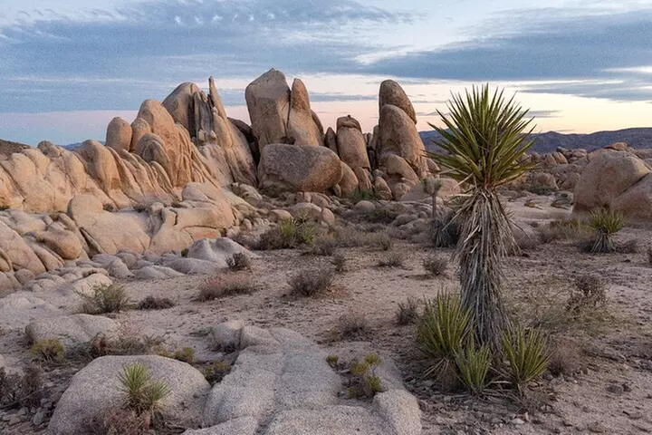 Joshua Tree National Park Self-Guided Driving Audio Tour